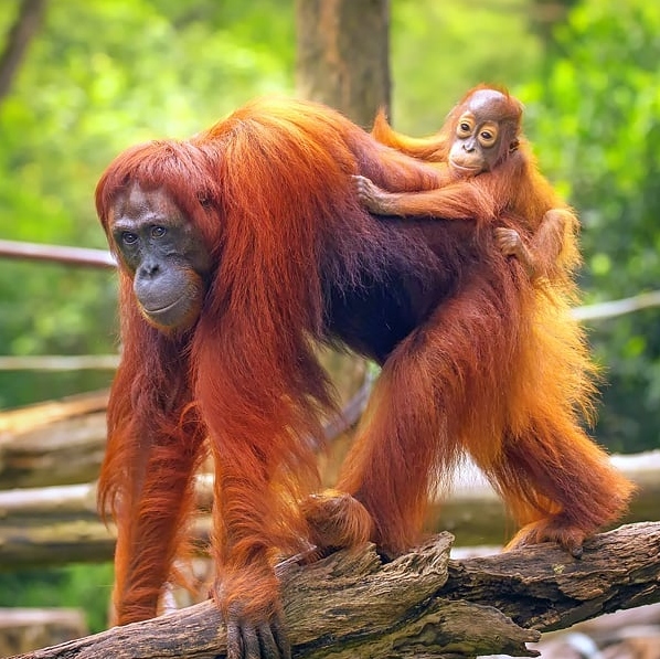 Orangutanes