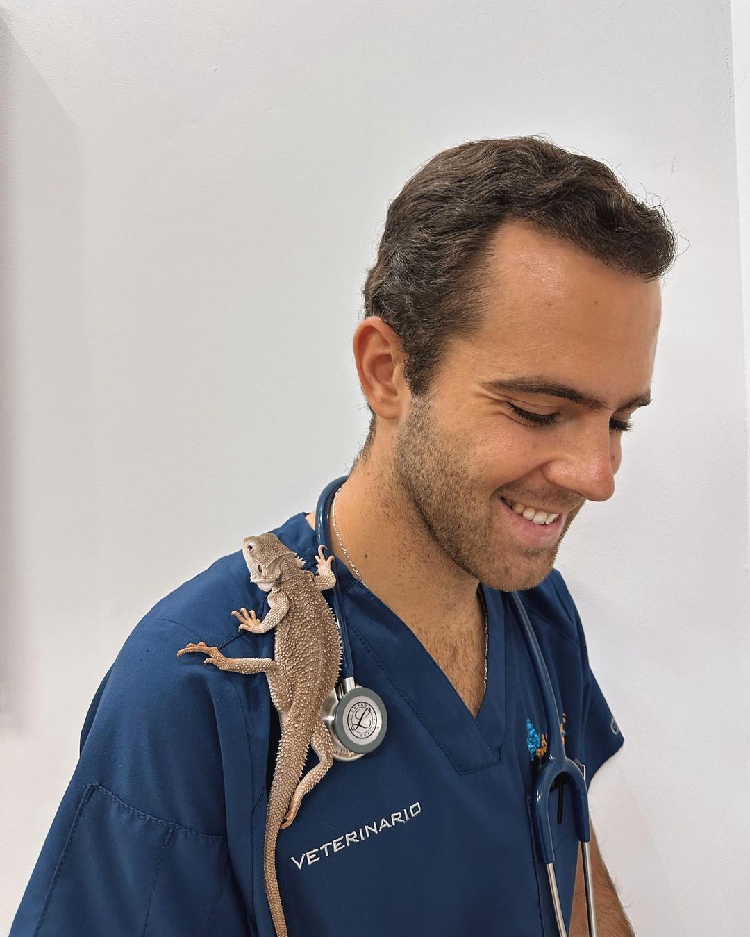 veterinario