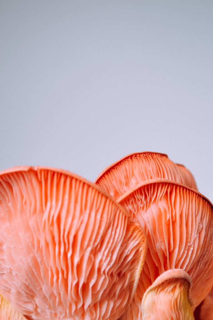 Los hongos, el inesperado superalimento que debes tener en tu radar ‘healthy’
