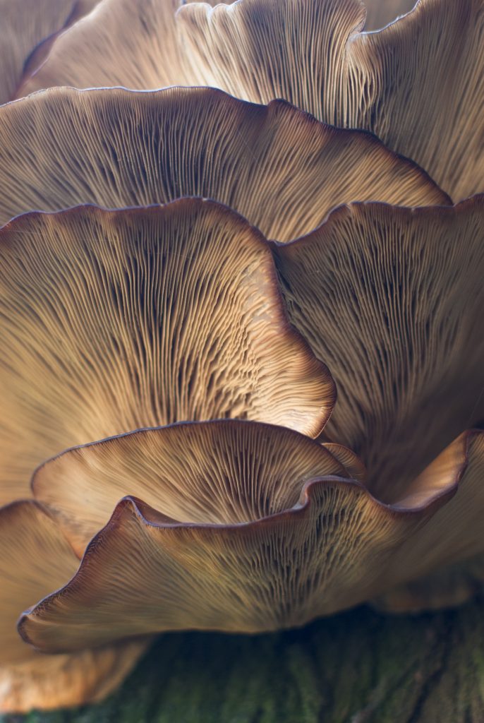 Los hongos, el inesperado superalimento que debes tener en tu radar ‘healthy’