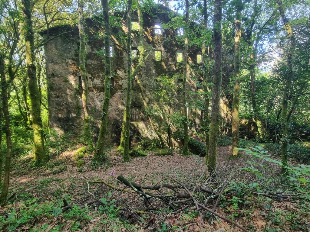 Ría de Muros Noia, bosque autóctono