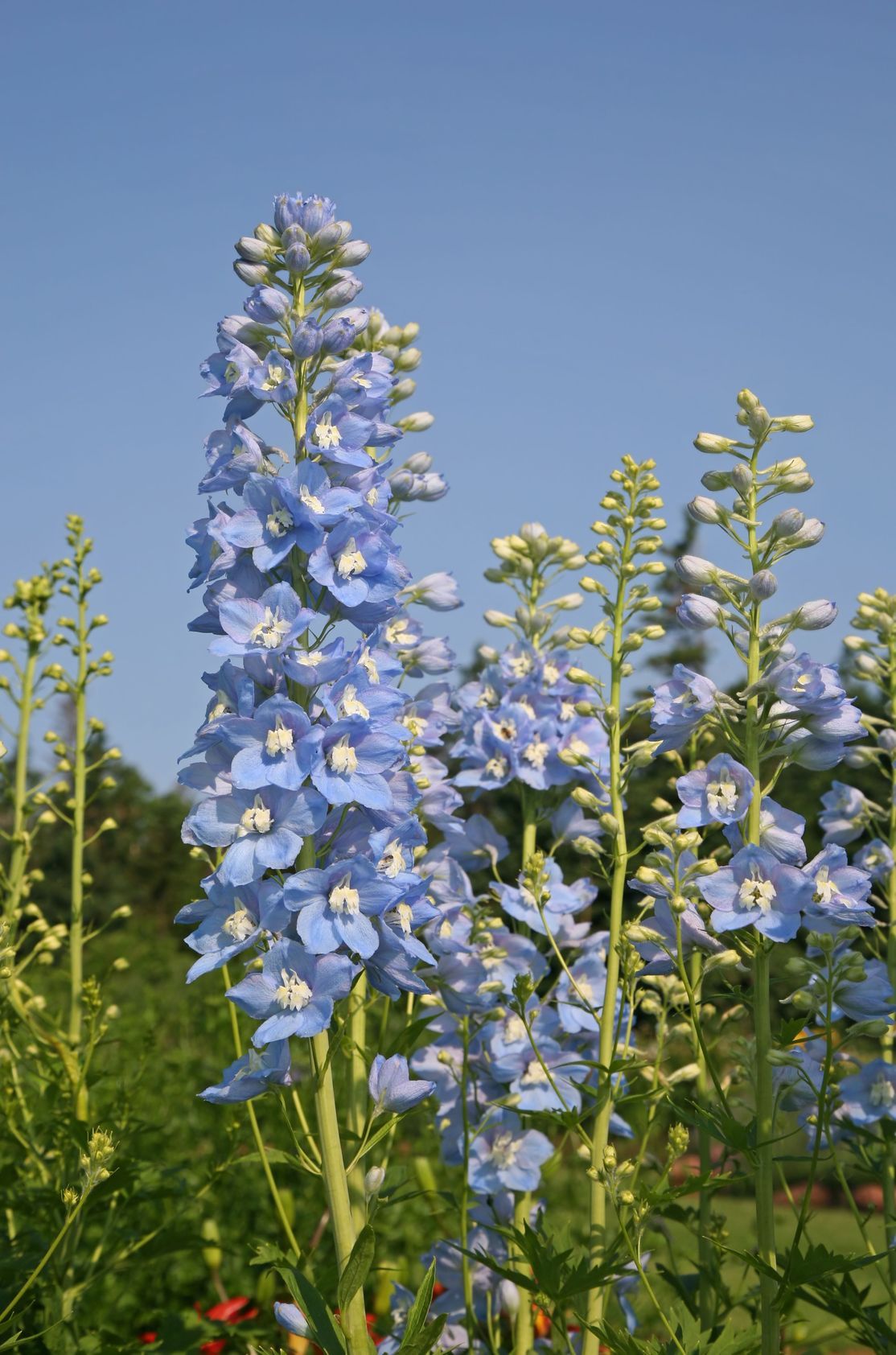 Delphinium