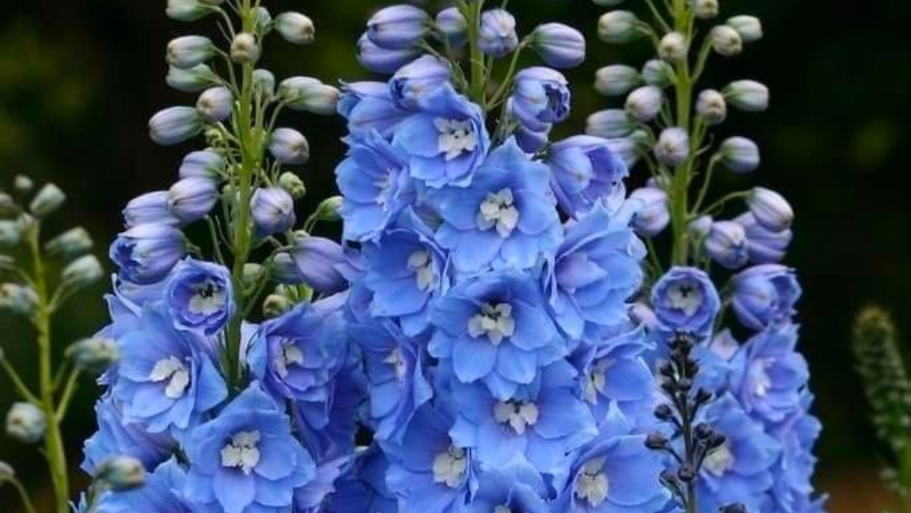 Delphinium