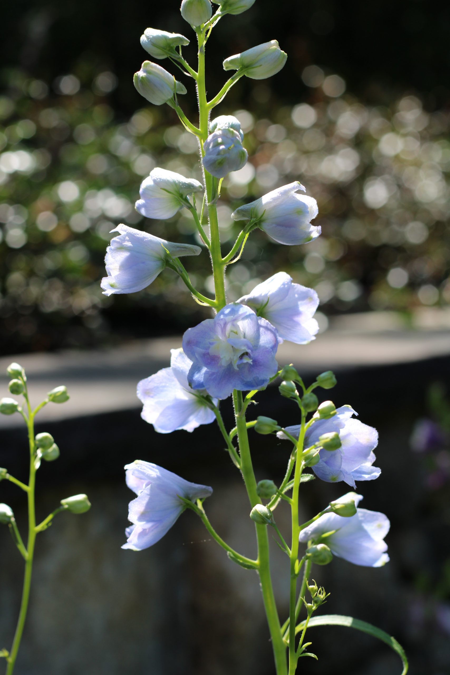 Delphinium