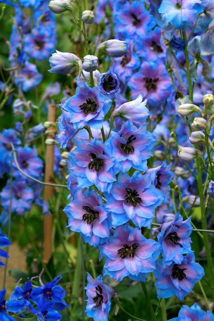 Delphinium