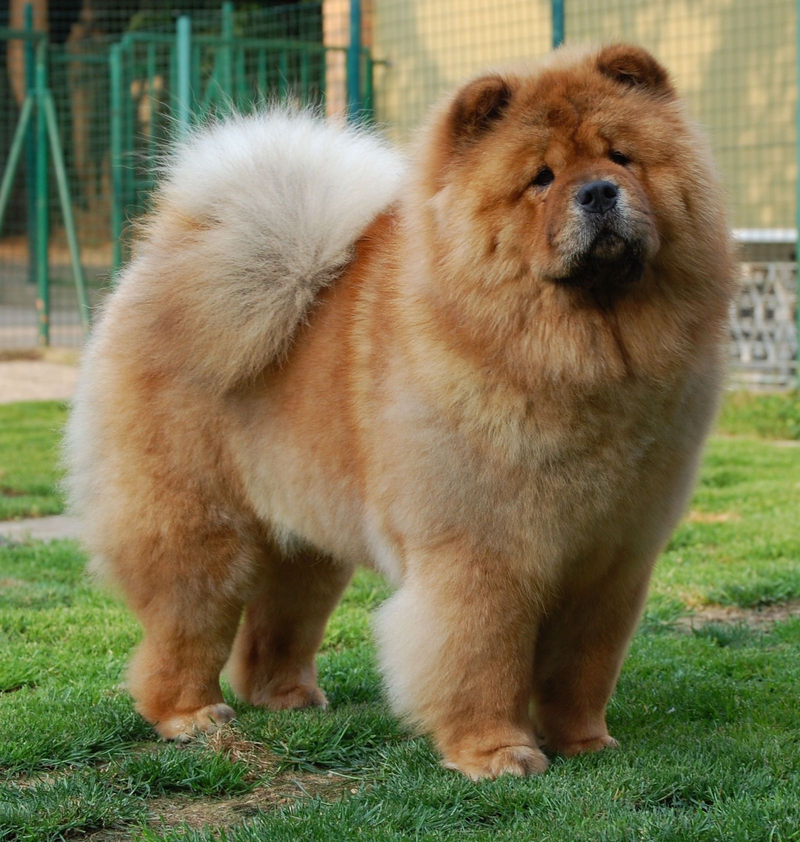 Chow chow