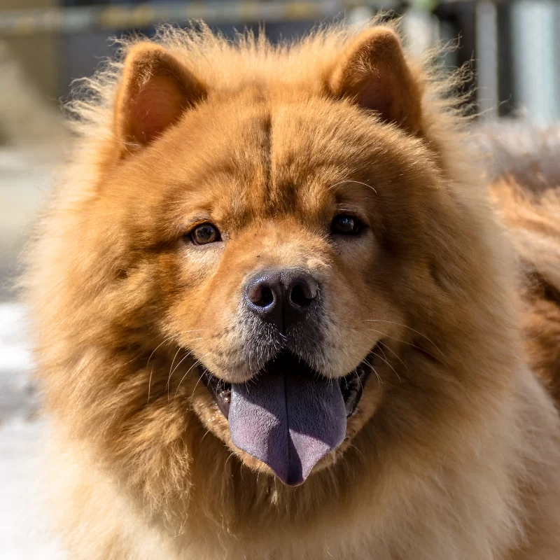 Chow chow