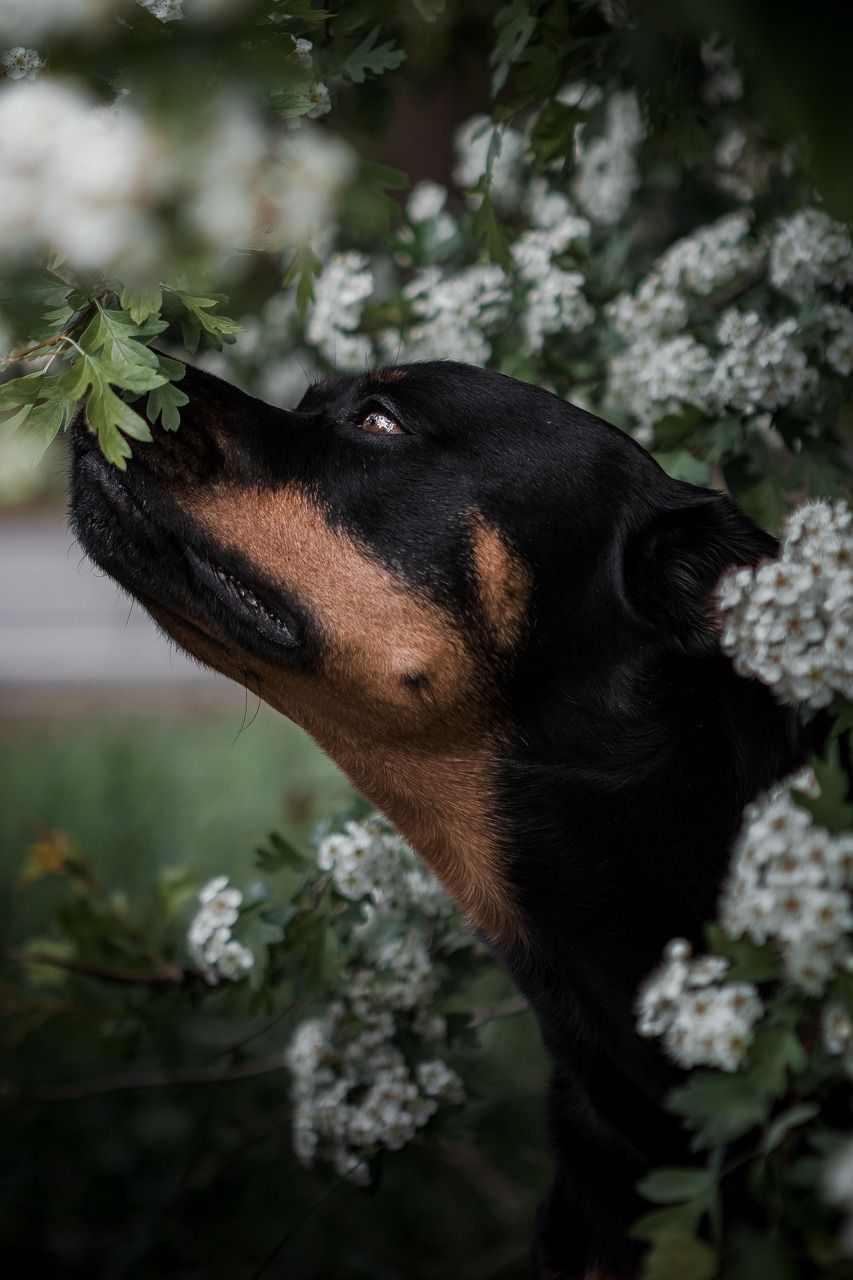 Razas de perros