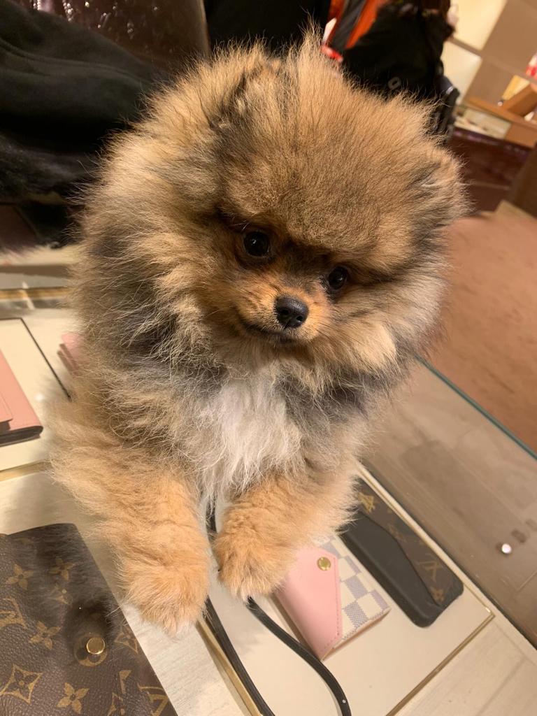 Pomeranian