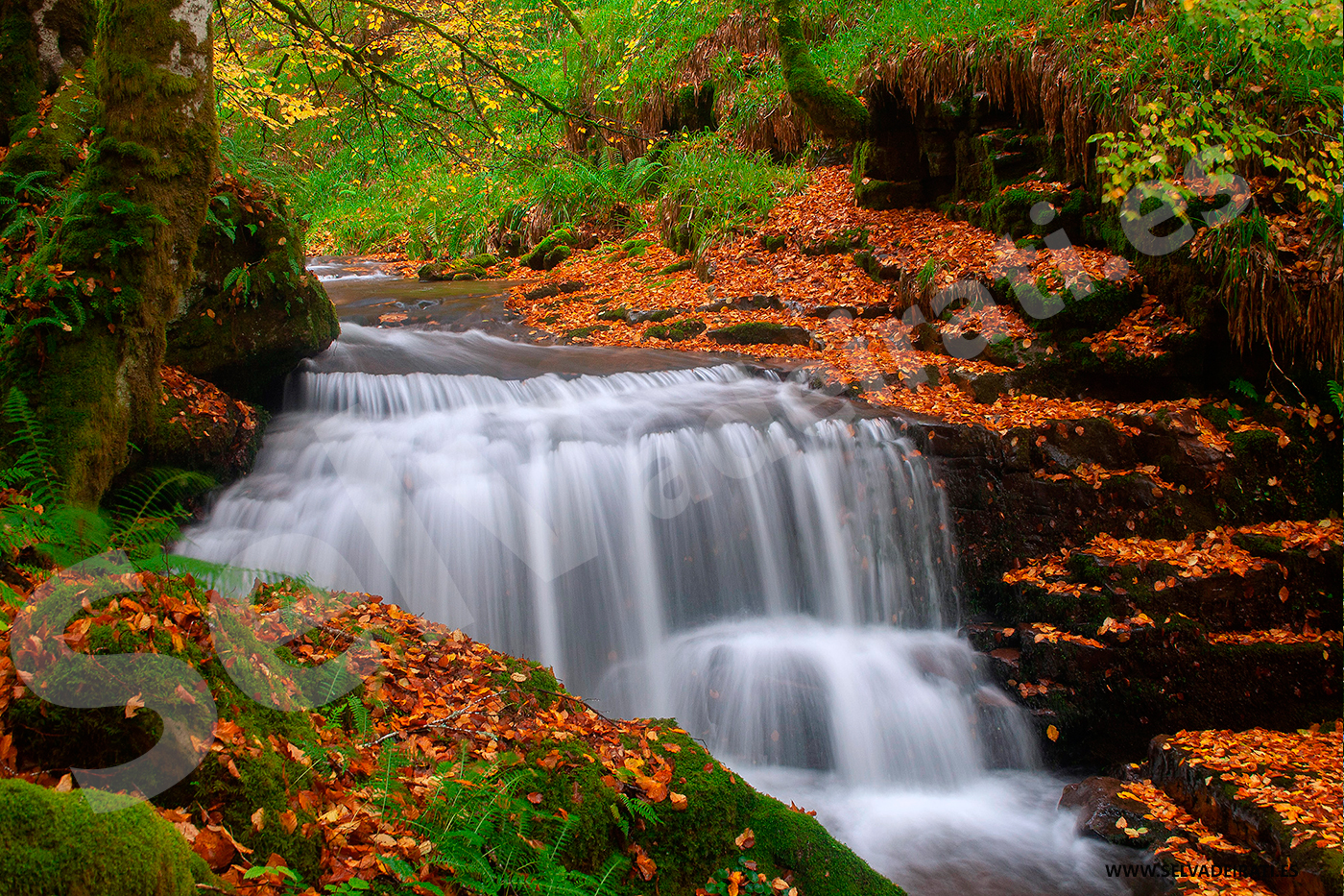 Selva de Irati