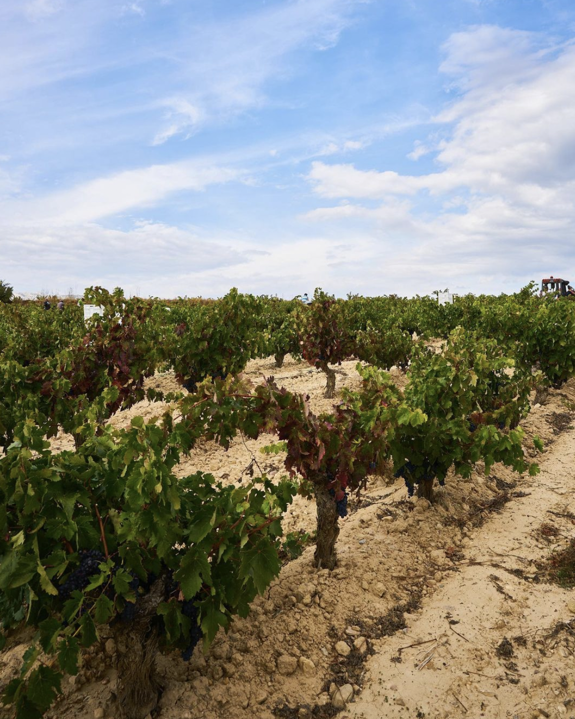 Bodegas Macán