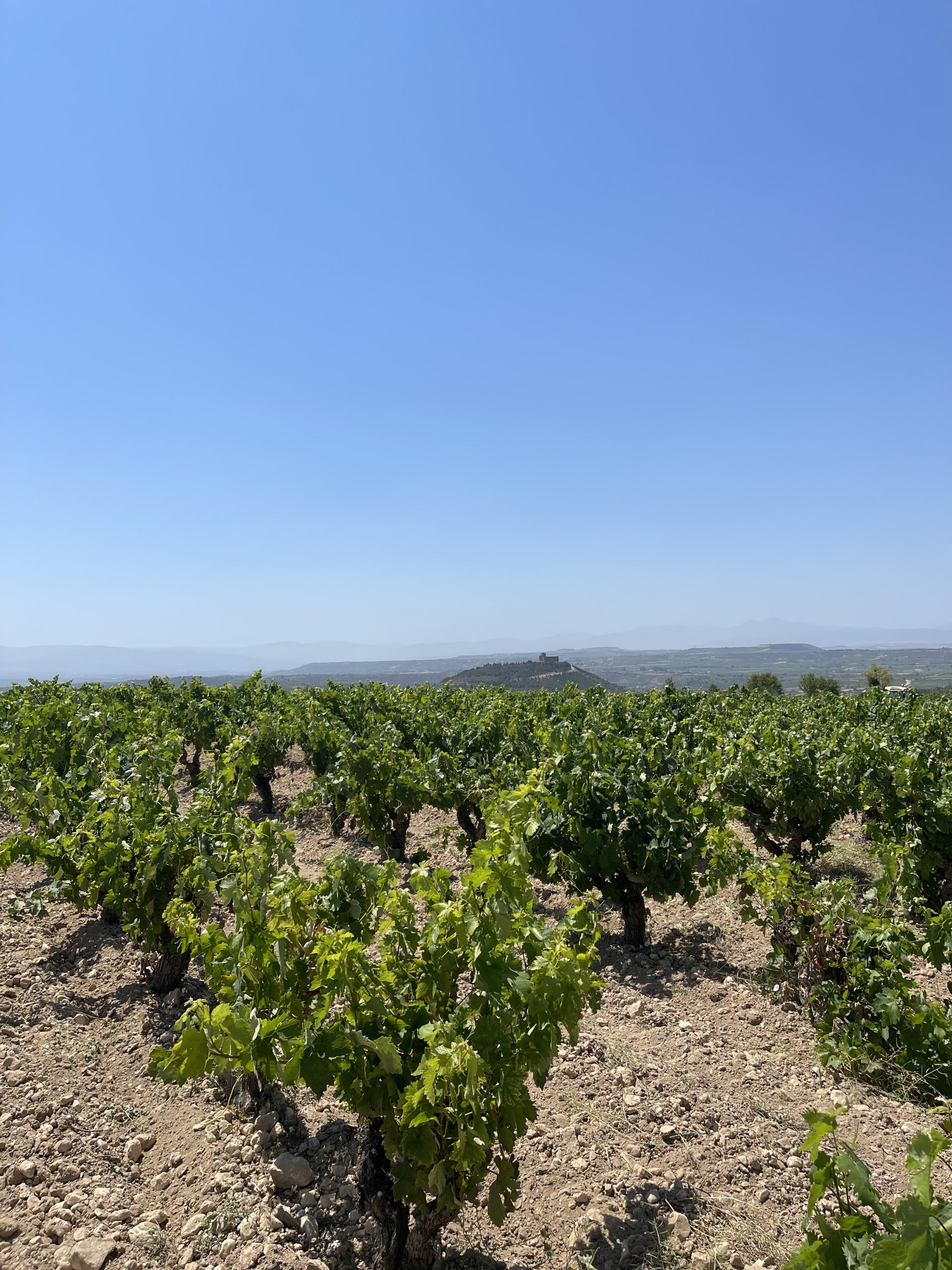 Bodegas Macán