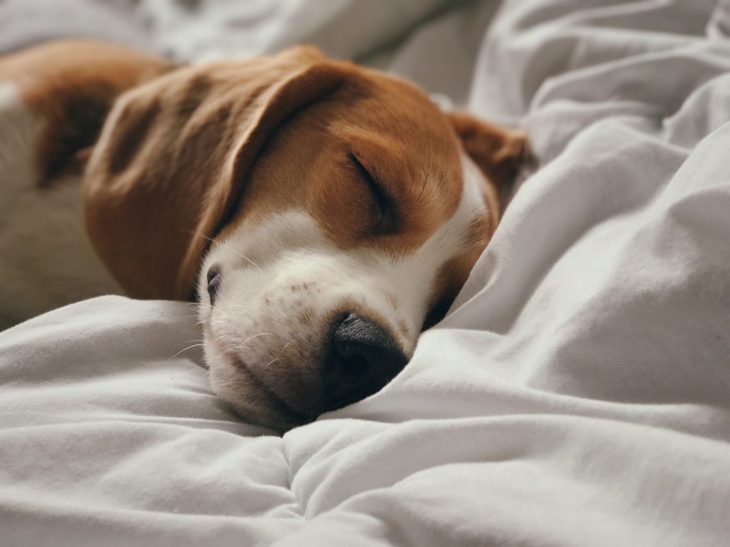 Un perrito durmiendo en una cama