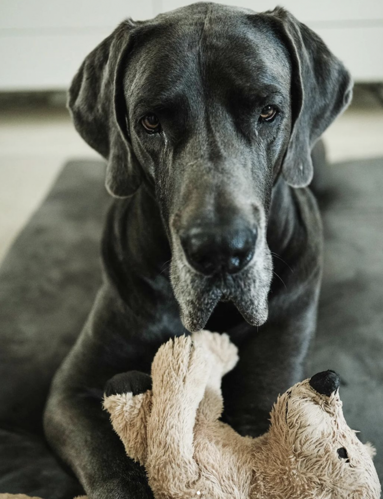 Perro gran danés con un osito de peluche