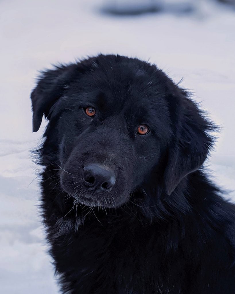 Perro terranova