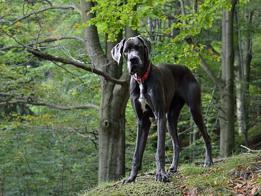 Perro Gran Danés o Dogo Alemán