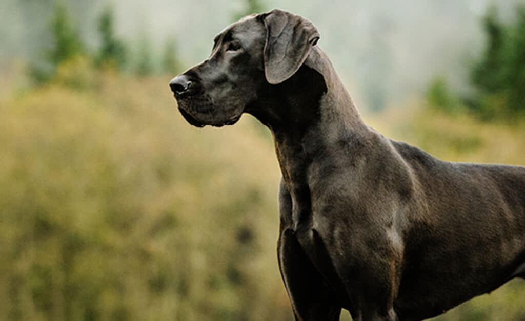 5 de las razas de perros más grandes del mundo