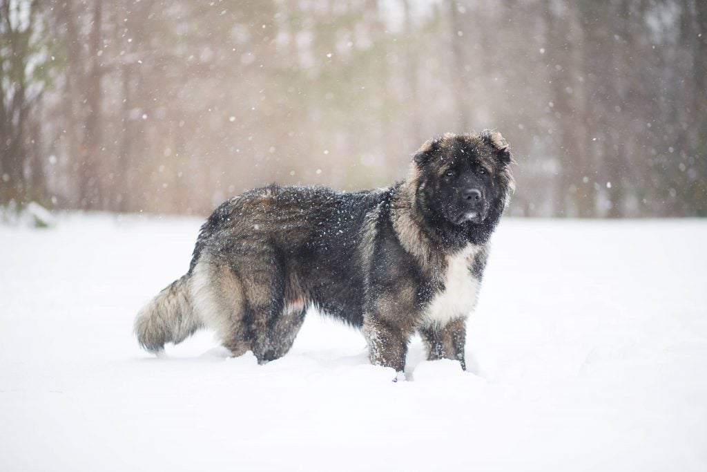 Terranova en la nieve