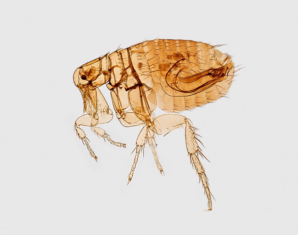 Dibujo de una pulga