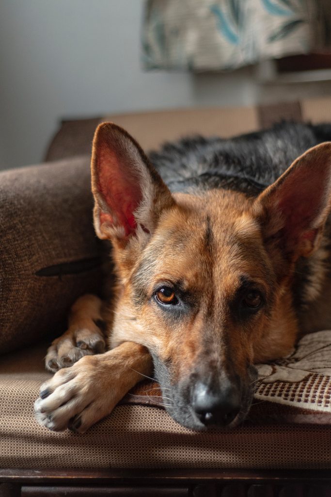 La llamada pipeta es una de las claves para evitar las pulgas en los perros