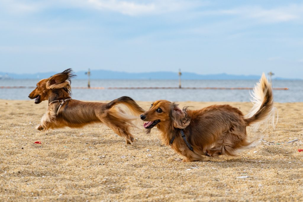 Perros jugando en la playa