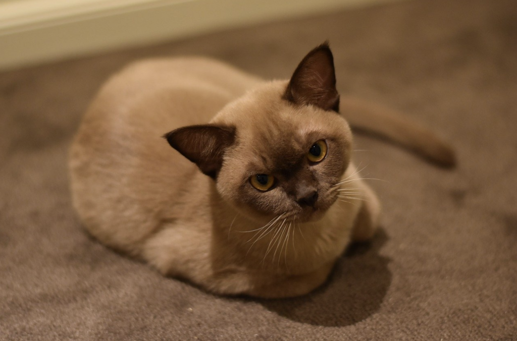 Un precioso gato bumés