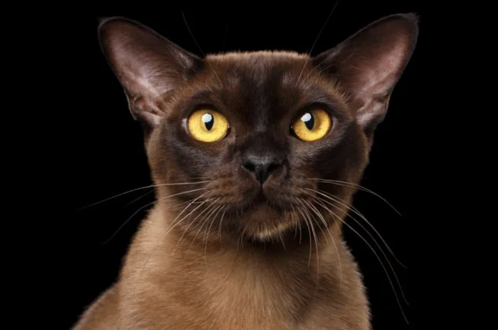 Los impresionantes ojos amarillos de los gatos burmeses