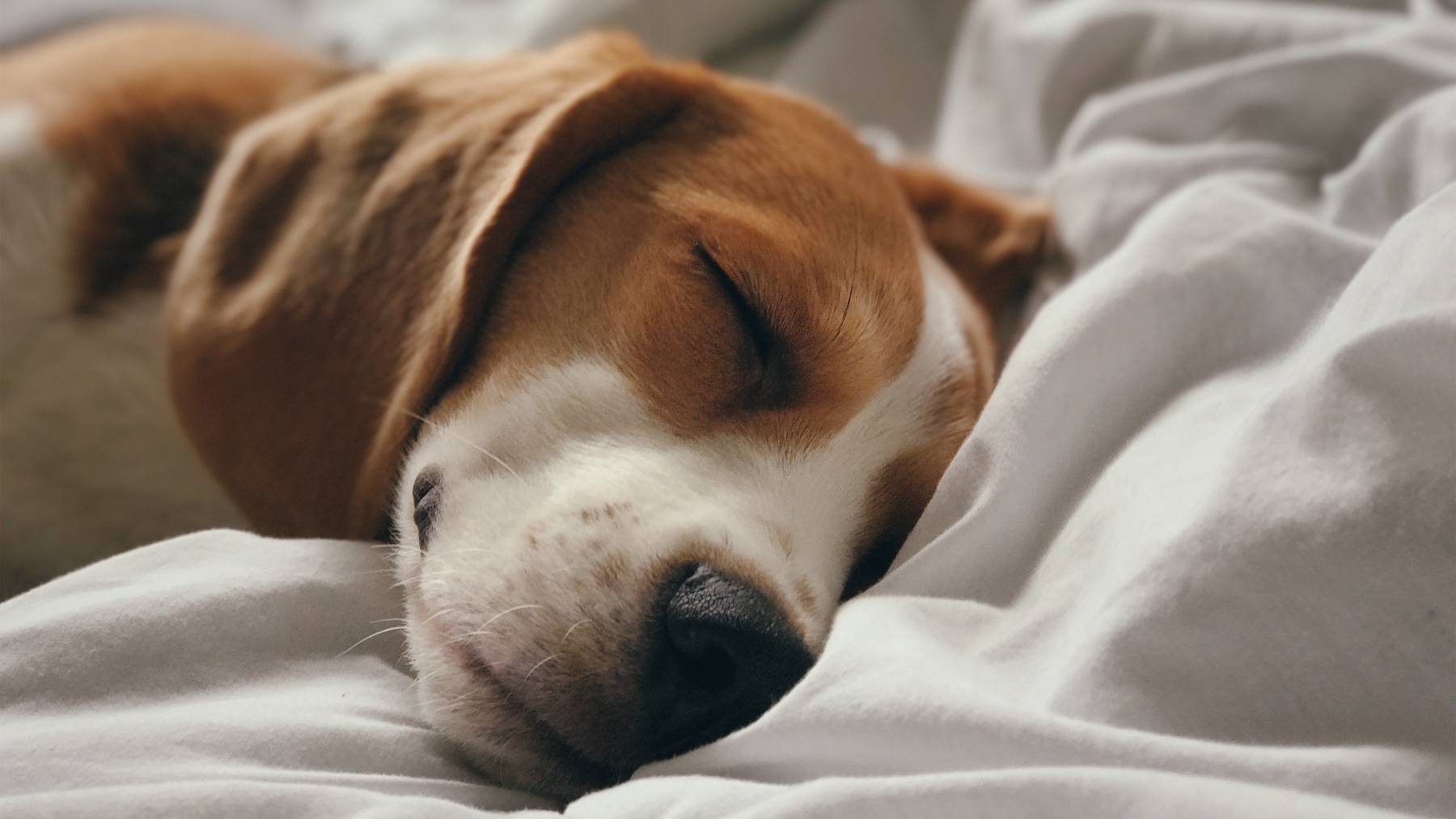 Perro Beagle durmiendo en una cama