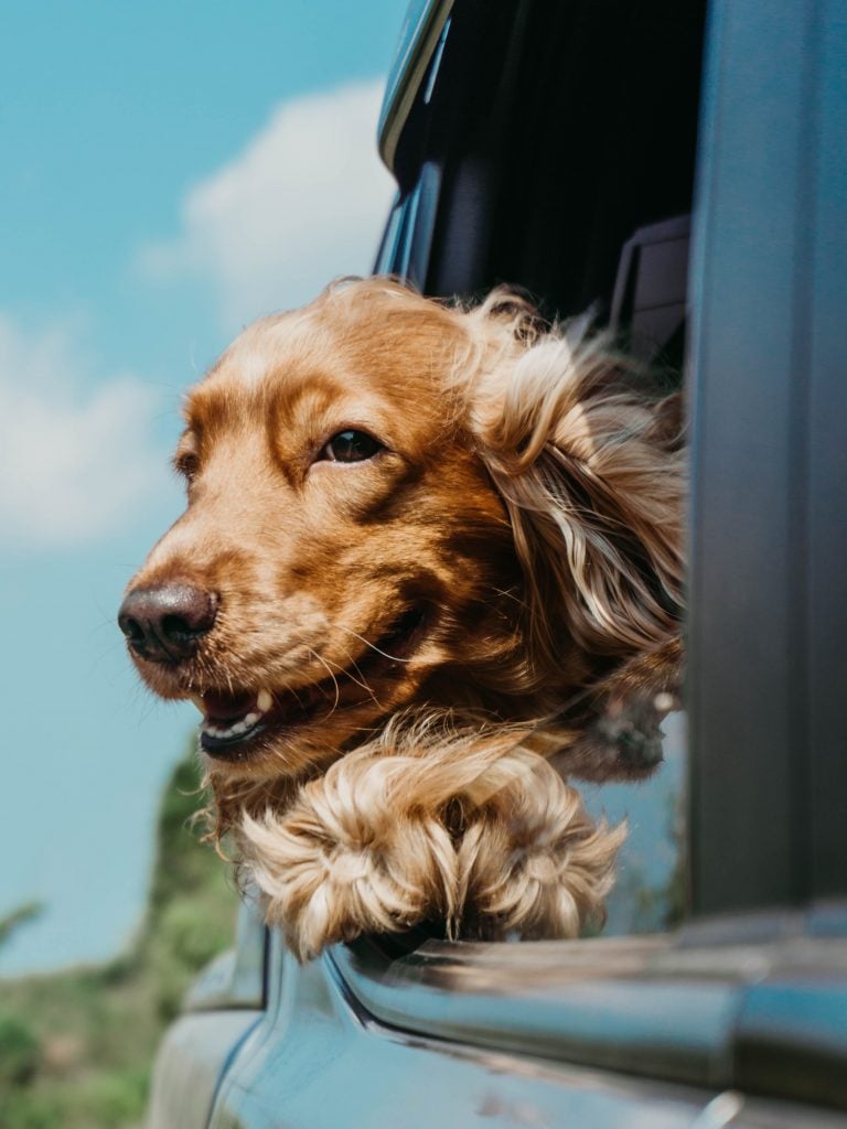 Lugares para ir con tu perro en el puente del 12 de octubre