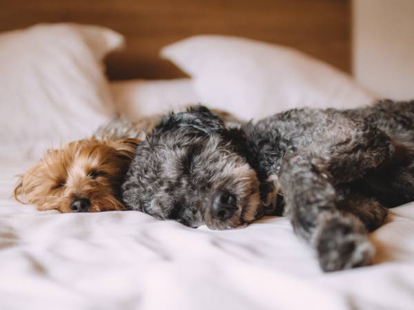 Dos perritos durmiendo en un hotel pet friendly