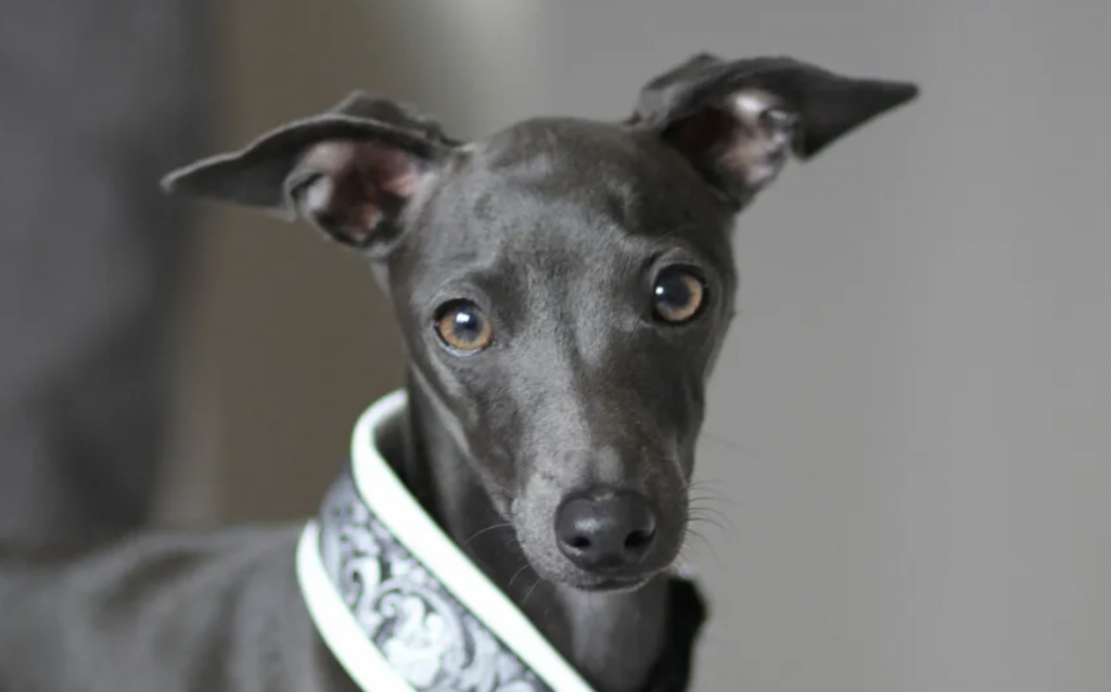 Raza de perro cool, el galgo ialiano