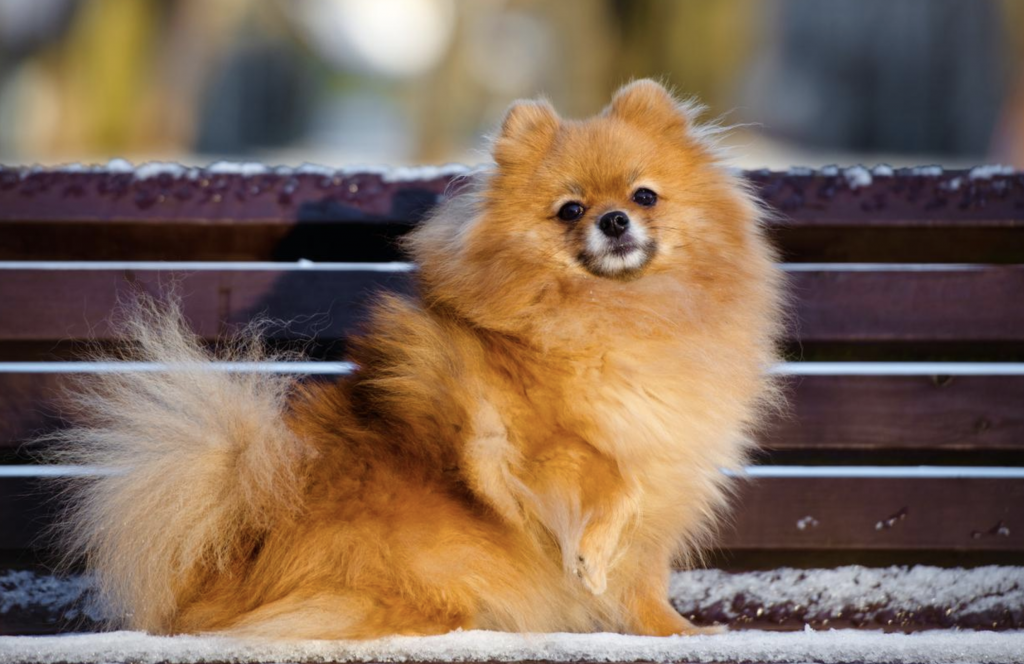 El Pomerania, una raza de perro cool y elegante