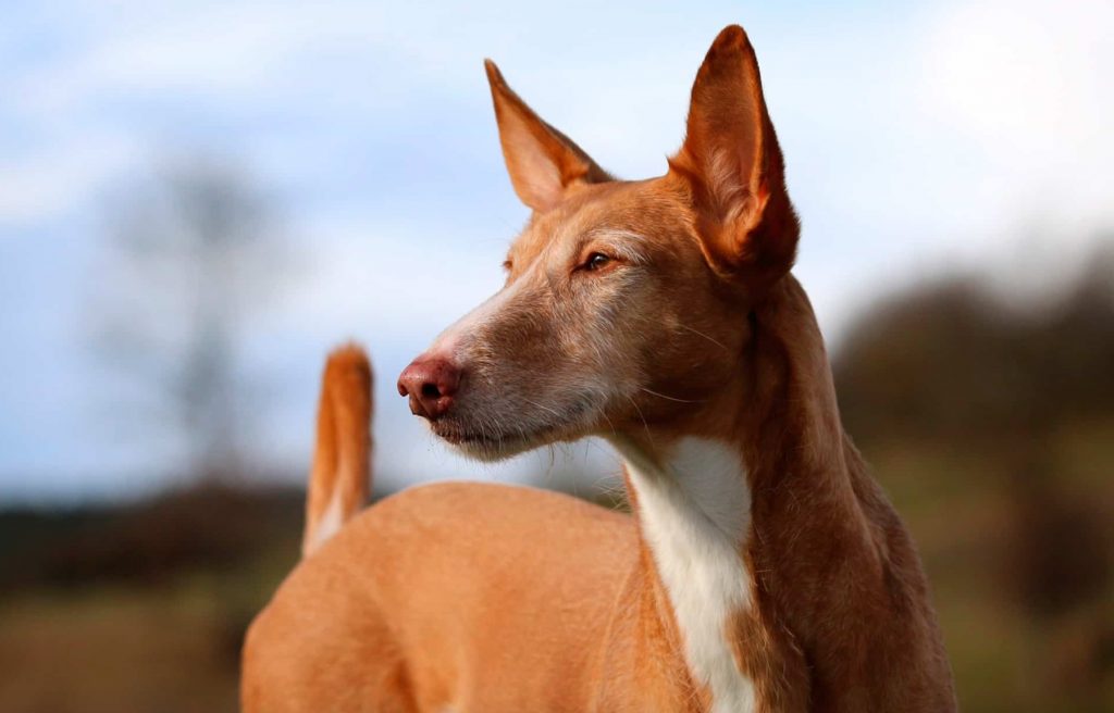 Razas de perro COOL: el podenco