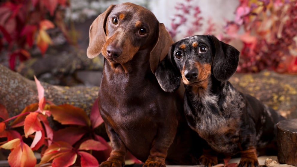 dos perros de raza Teckel