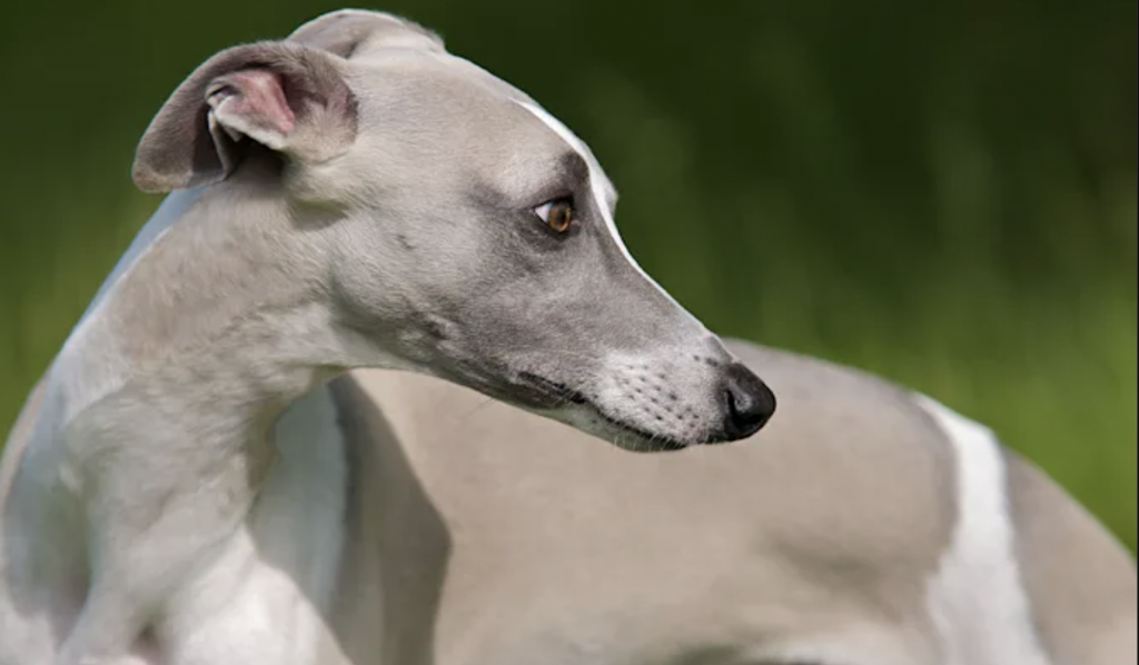 Galgo español