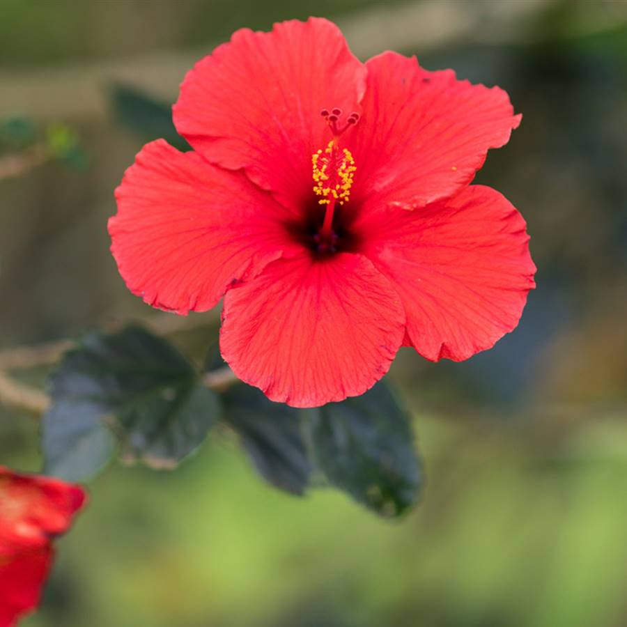 Flor de hibisco, hibiscus