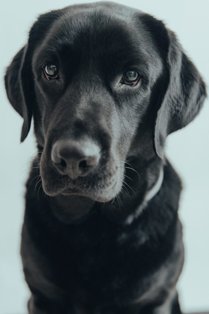 Un labrador negro, una de las mejores razas de perro para niños
