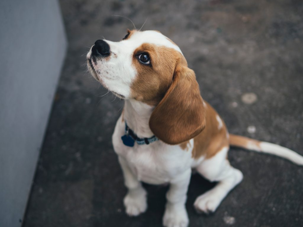 El beagle, una de las razas de perros para niños