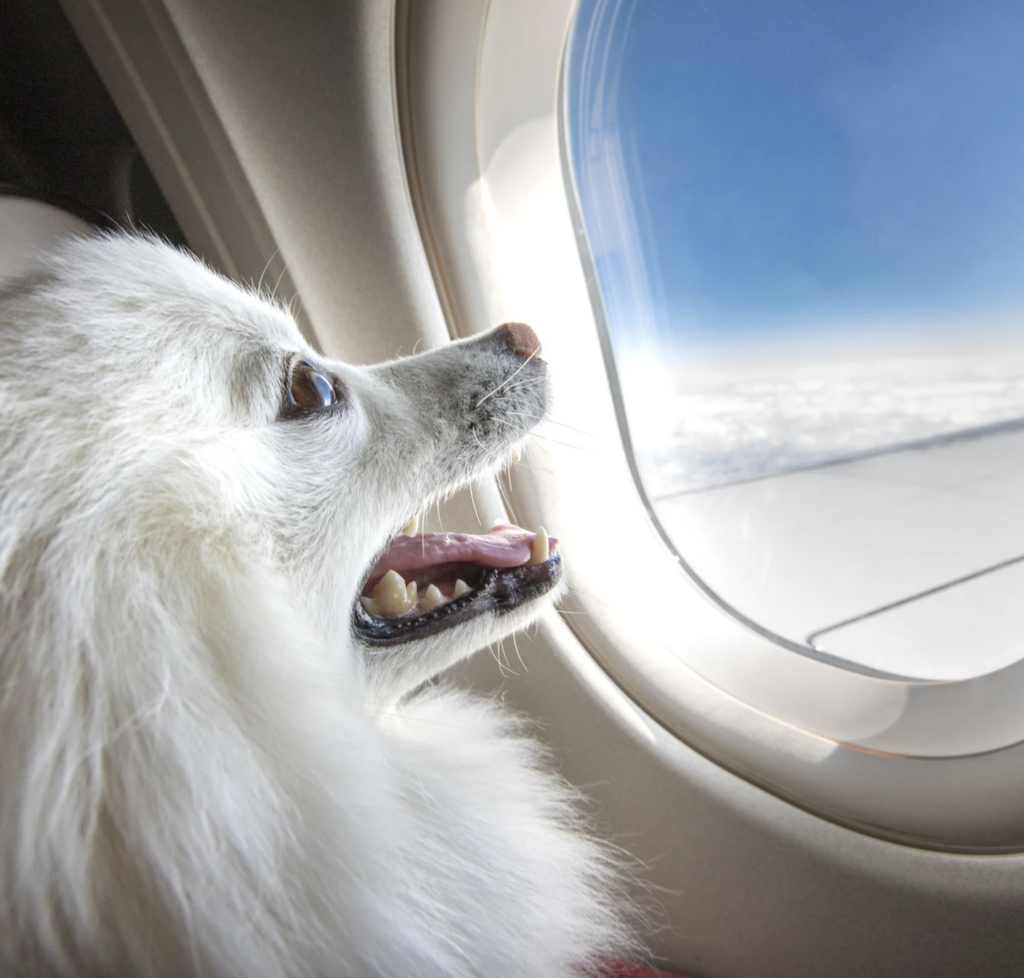 ¿Vas a viajar en avión con tu perro o gato? Estas son las condiciones