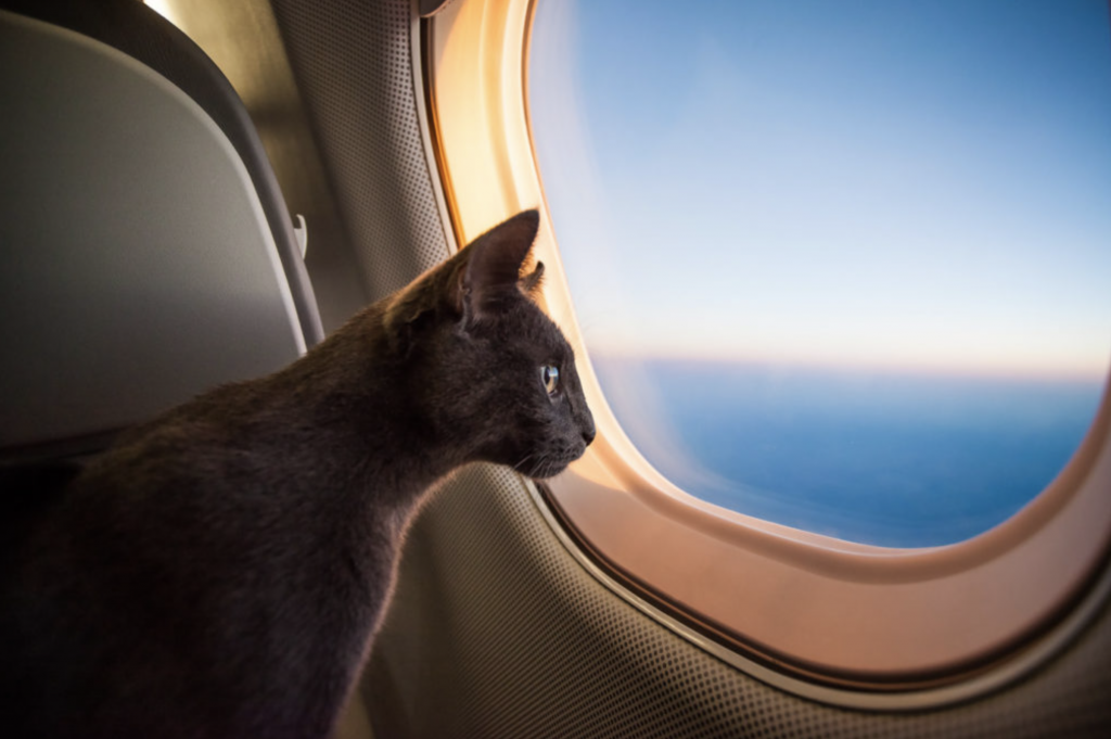 Lo que hay que saber para viajar en avión con perros y gatos