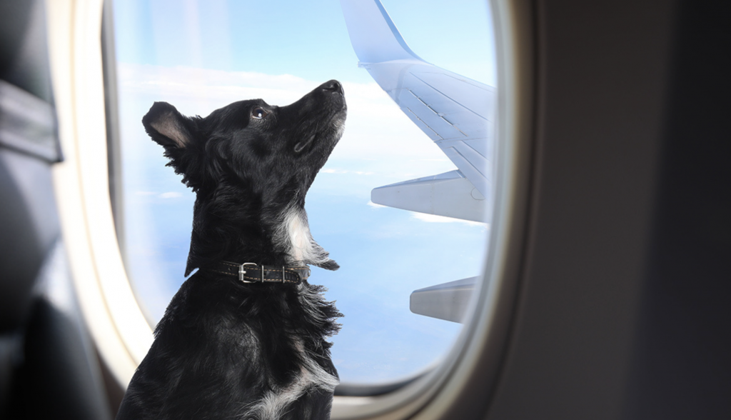 Consejos para viajar en avión con tu perro o gato