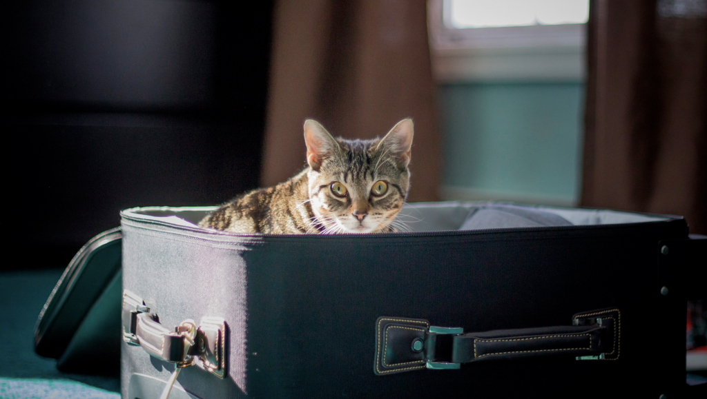 Un gato en una maleta, tips para viajar en avión con tu mascota