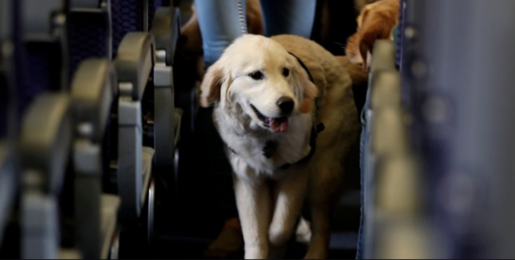 pero guía en un avión