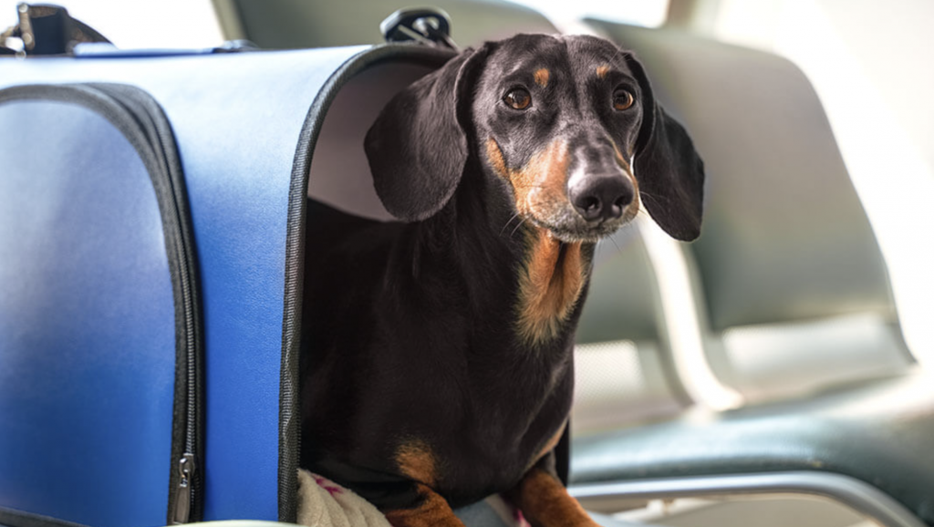 Perro salchicha en un tramsportín