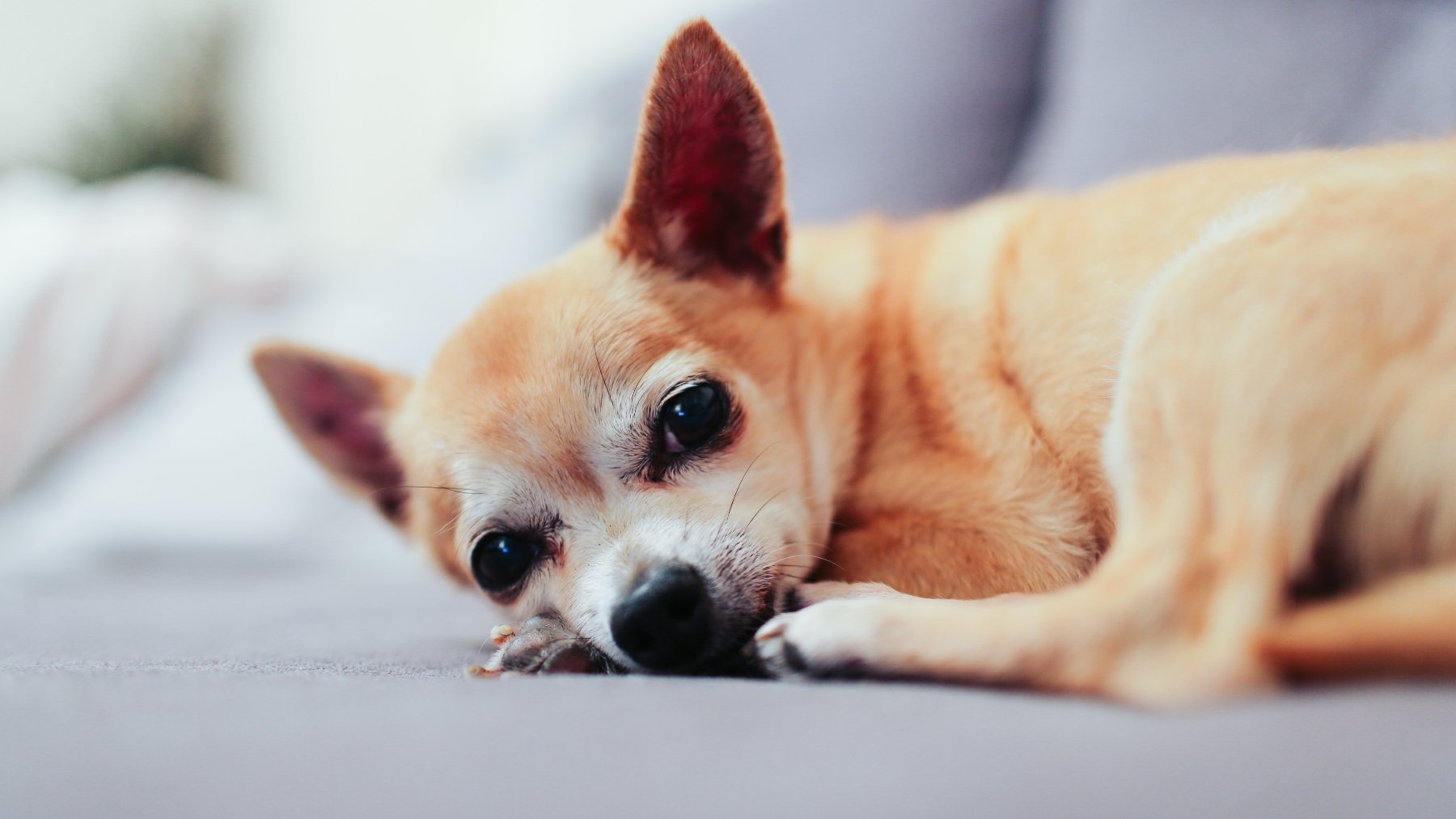 Razas de perros para quienes viven solos