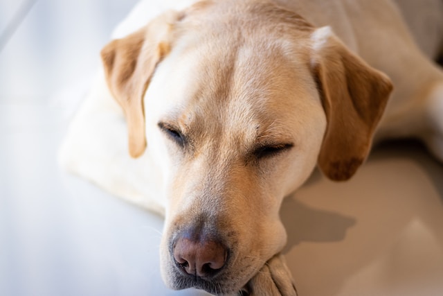Perro labrador