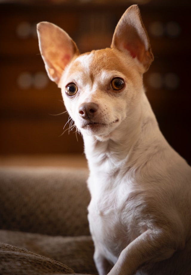 ¿Vives solo? Estas son las 5 razas de perro con las que mejor te entenderás