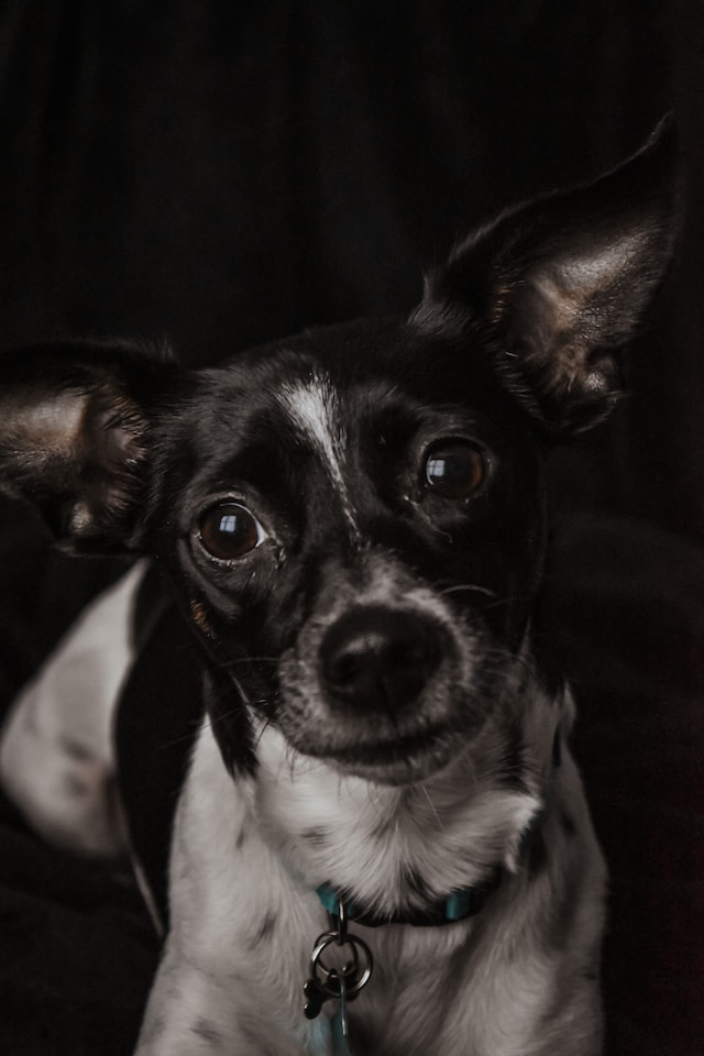 ¿Vives solo? Estas son las 5 razas de perro con las que mejor te entenderás