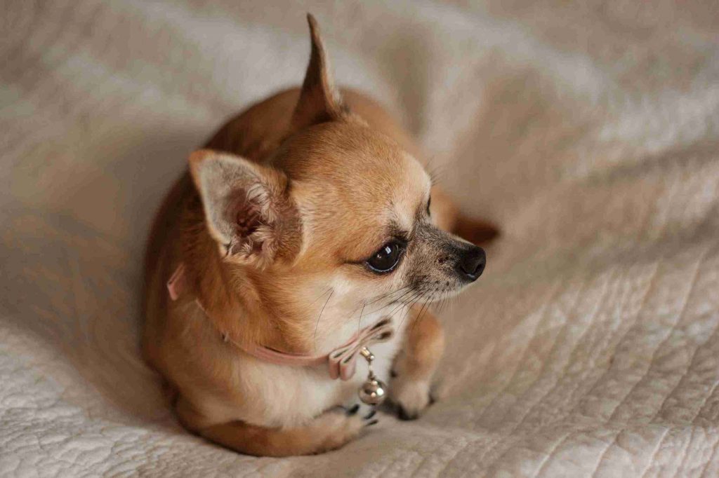 El chihuhua, entre las mejores razas de perro para tener si vives solo