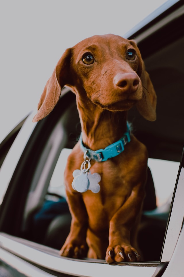 Teckel, una de las razas de perros más recomendables para convivir con ellos
